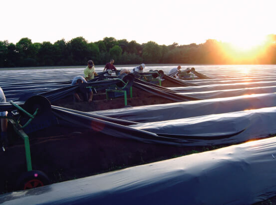 收割傳統蘆筍.jpg 收割傳統蘆筍.jpg